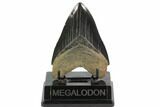 Serrated, Fossil Megalodon Tooth - South Carolina #129443-1